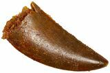 Serrated Raptor Tooth - Real Dinosaur Tooth #360984-1